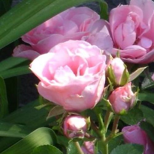 Rosa Nagyhagymás - roz - Trandafir copac cu trunchi înalt - cu flori tip trandafiri englezești - coroană tufiș